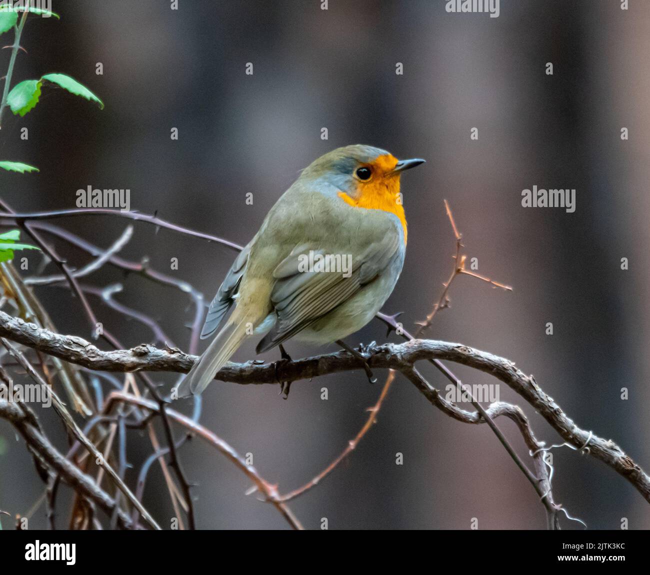Robin posant Banque de photographies et d’images à haute résolution - Alamy