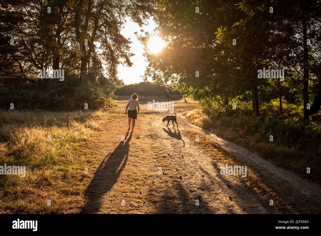 Porte de Chelwood, 9 août 2022: Prendre un chien pour une promenade dans la forêt d'Ashdown Banque D'Images
