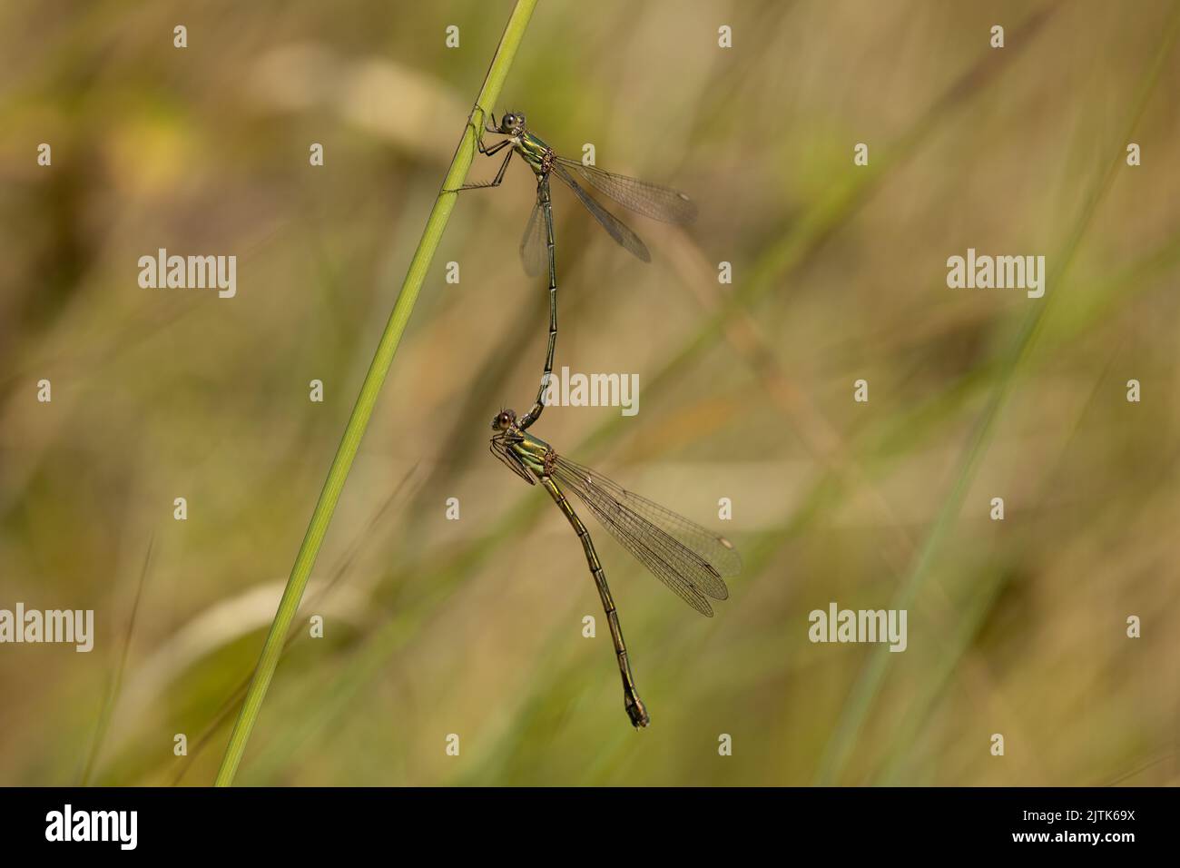 Saule d'accouplement aux damselflies émeraude. Banque D'Images