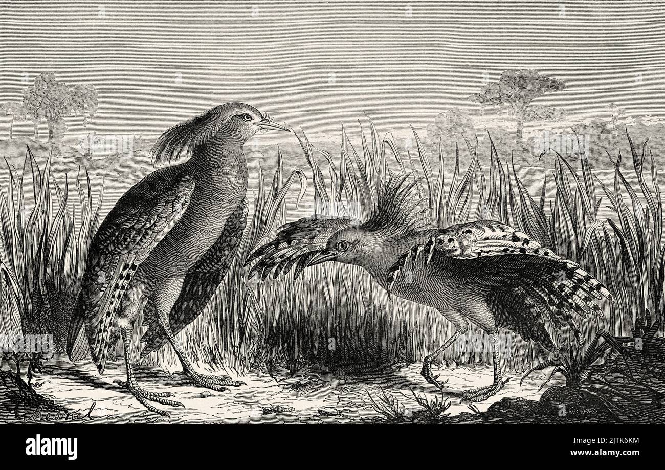 Le kagu ou cagou (Rhynochetos jubatus) est un oiseau à pattes longues et gris bleuâtre endémique aux forêts denses de montagne de la Nouvelle-Calédonie. Voyage en Nouvelle-Calédonie par Jules Garnier 1863-1866 au départ du Tour du monde 1867 Banque D'Images
