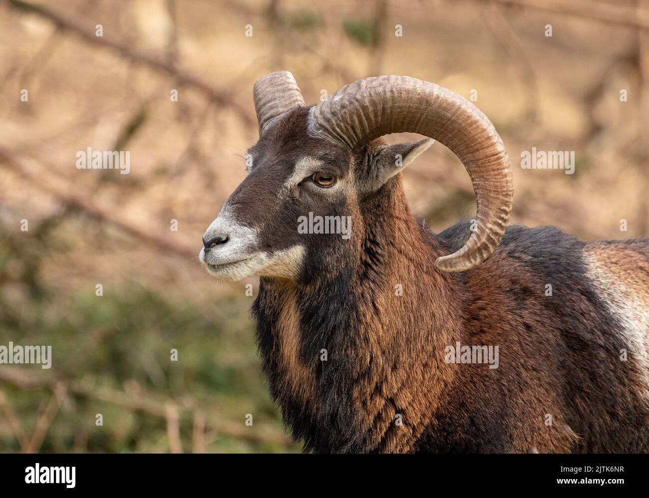 Cerf mâle ; buck de cerf ; mâle de chèvre ; mouton mâle ; portrait de Mouflon ; Portrait