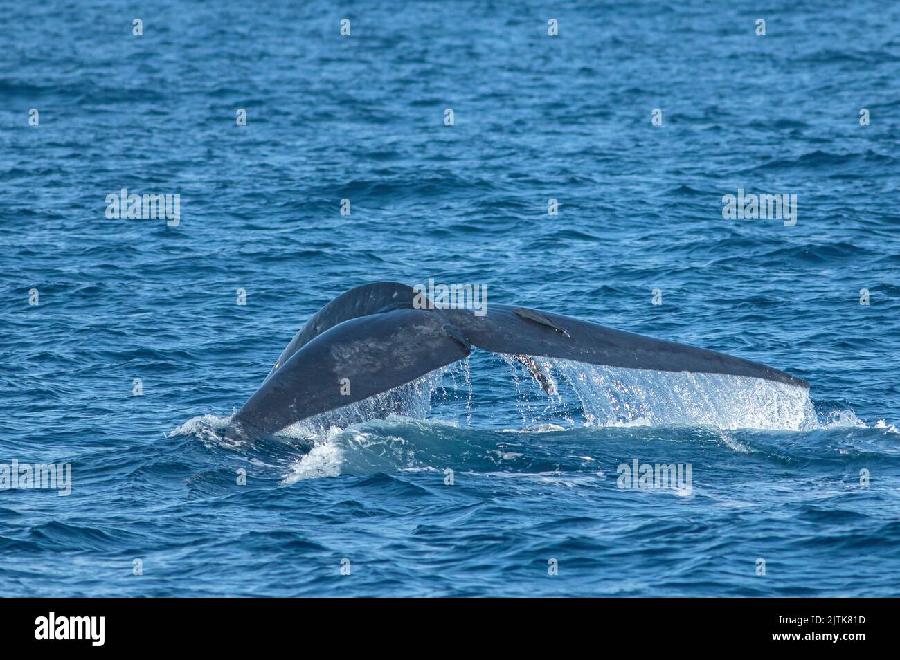 Une baleine bleue montrant son fluke juste avant qu'il ne prenne une plongée profonde ; conte de baleine bleue ; baleine bleue de Mirissa sri lanka ; exposition de fluke de queue de baleine bleue Banque D'Images