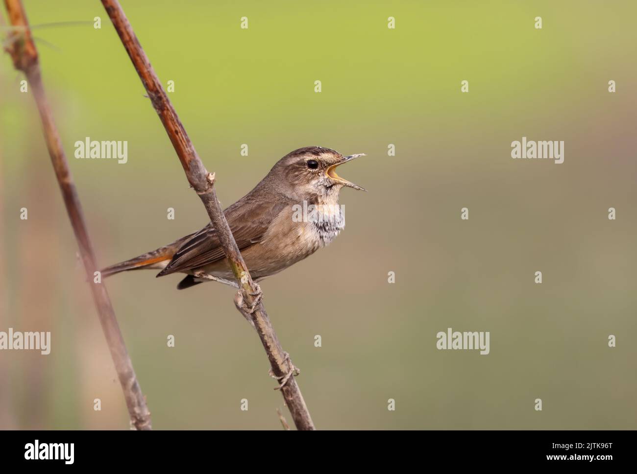 Le bluethroat (Luscinia svecica) appartient à la famille des flycatchers du Vieux monde et à l'ordre des Passériformes. Banque D'Images