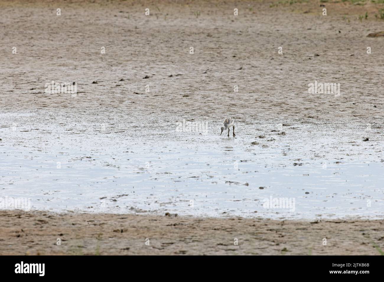 Avocet (Recurvirostra avosetta) pullus CLEY Marshes Norfolk GB UK juin 2022 Banque D'Images