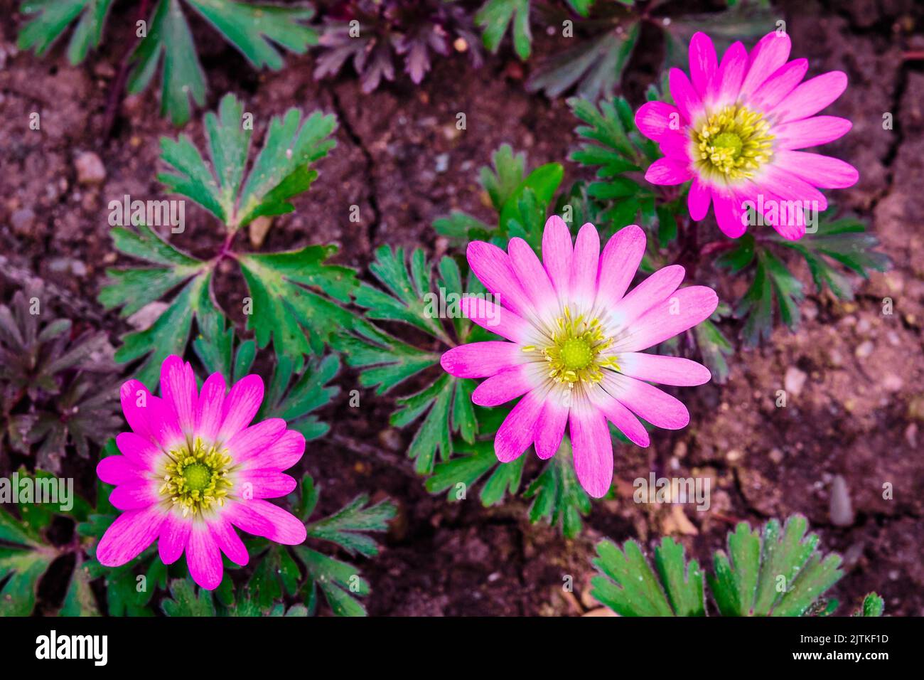 Un gros plan de fleurs roses d'Anemonoides blanda dans un jardin Banque D'Images