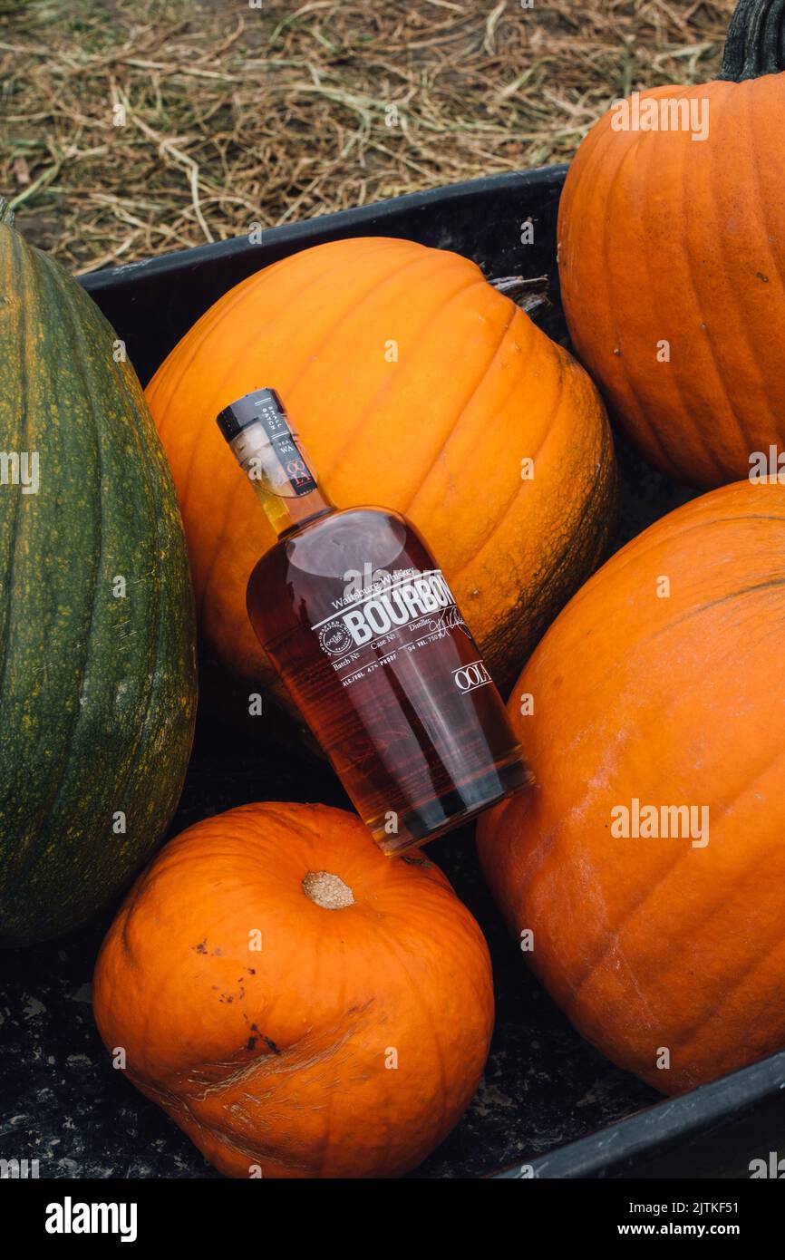 Une seule bouteille de whisky Bourbon de l'État de Washington dans une zone de citrouille avec un labyrinthe de maïs en arrière-plan Banque D'Images