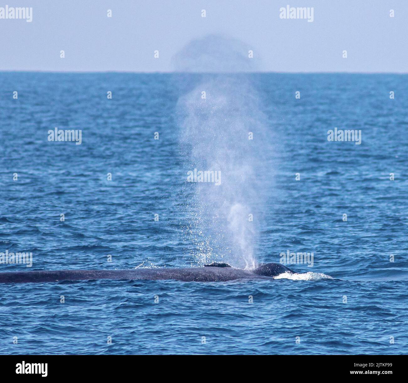 La baleine bleue souffle de l'eau; l'eau de sortie de baleine de l