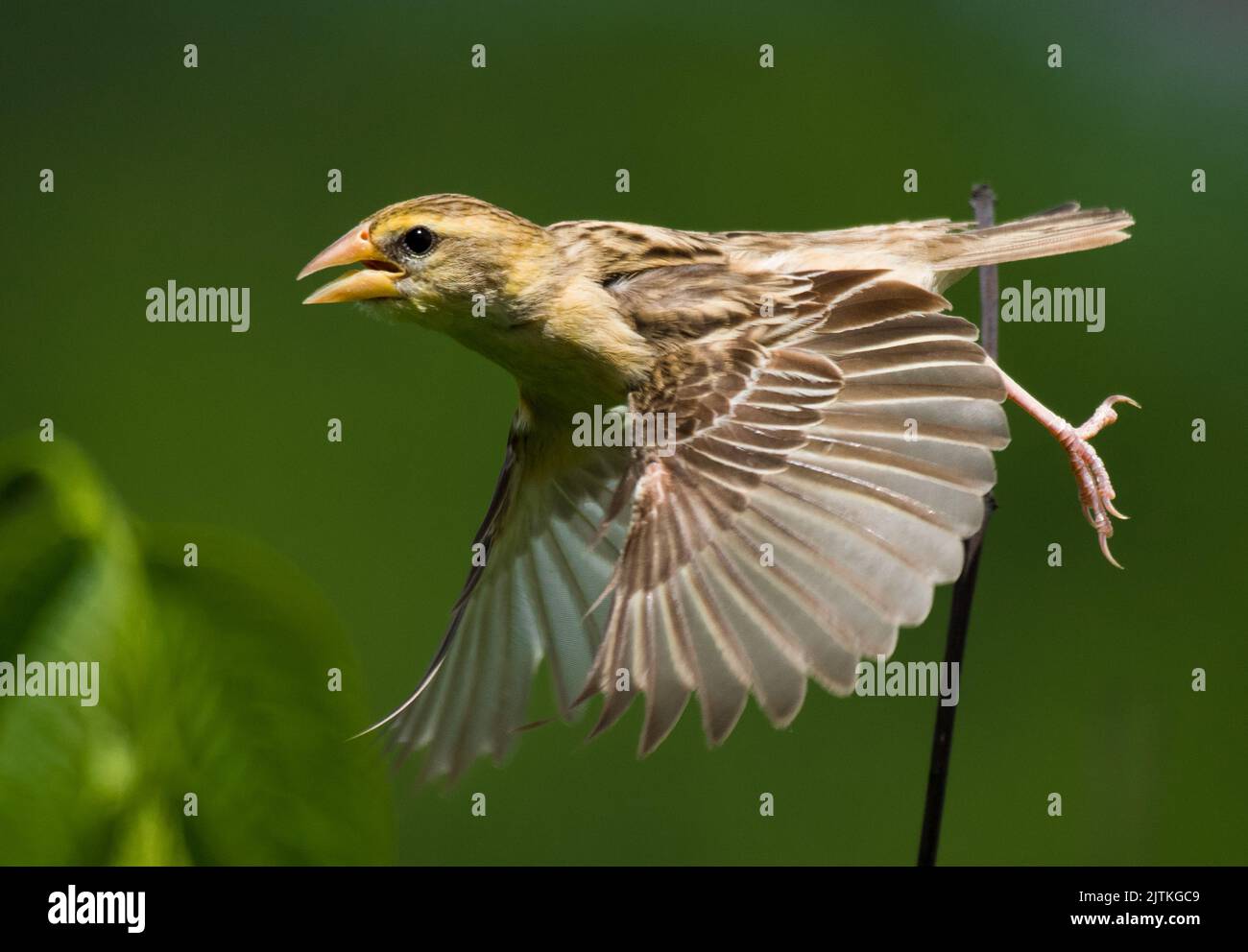 Décollage de Baya Weaver Banque D'Images