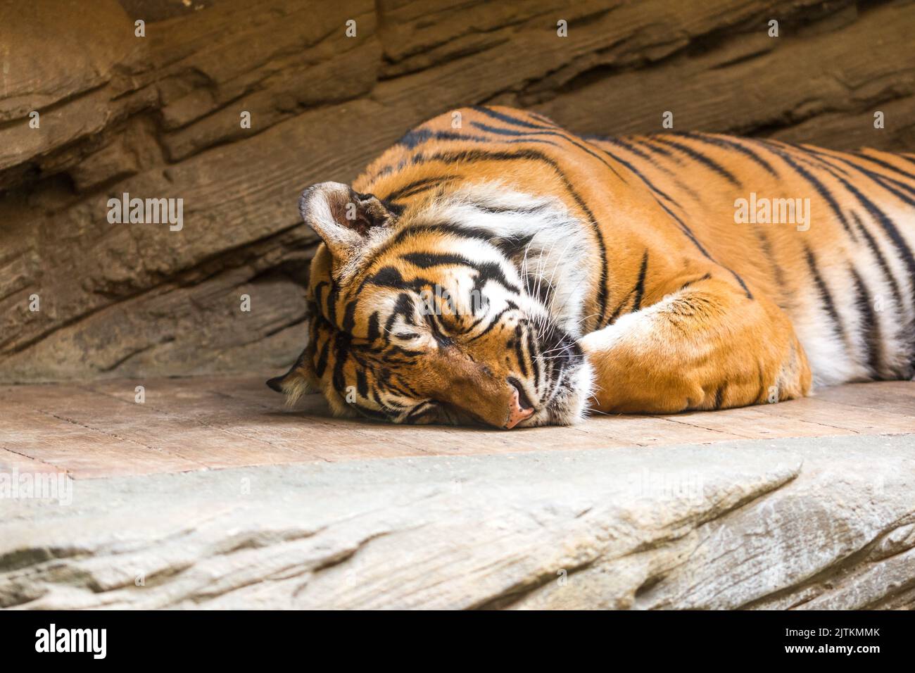 Tigre (nom latin Panthera tigris sumatrae) animal faune photo. Banque D'Images