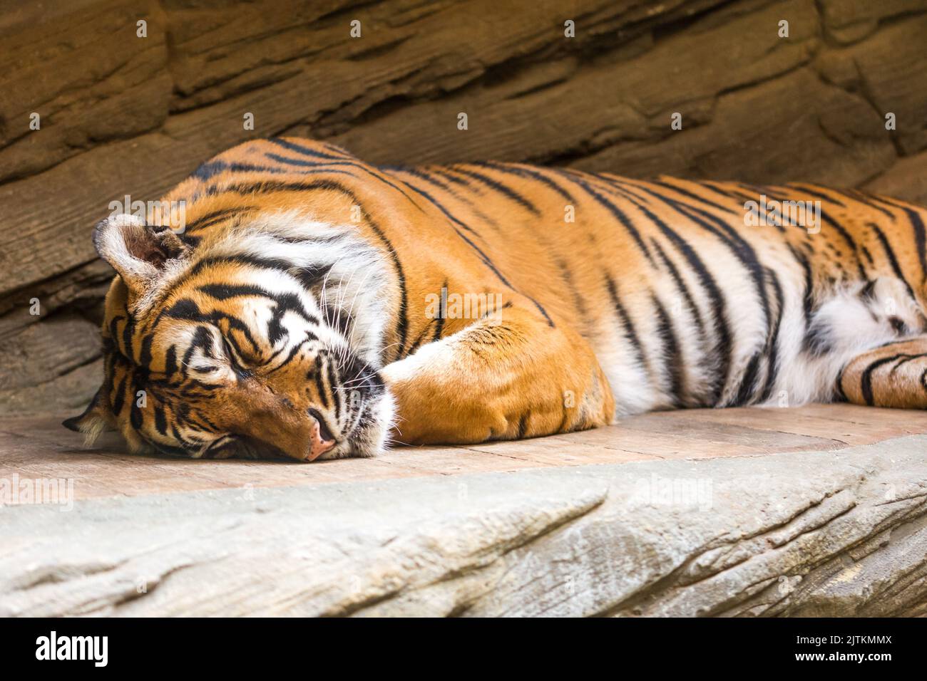 Tigre (nom latin Panthera tigris sumatrae) animal faune photo. Banque D'Images