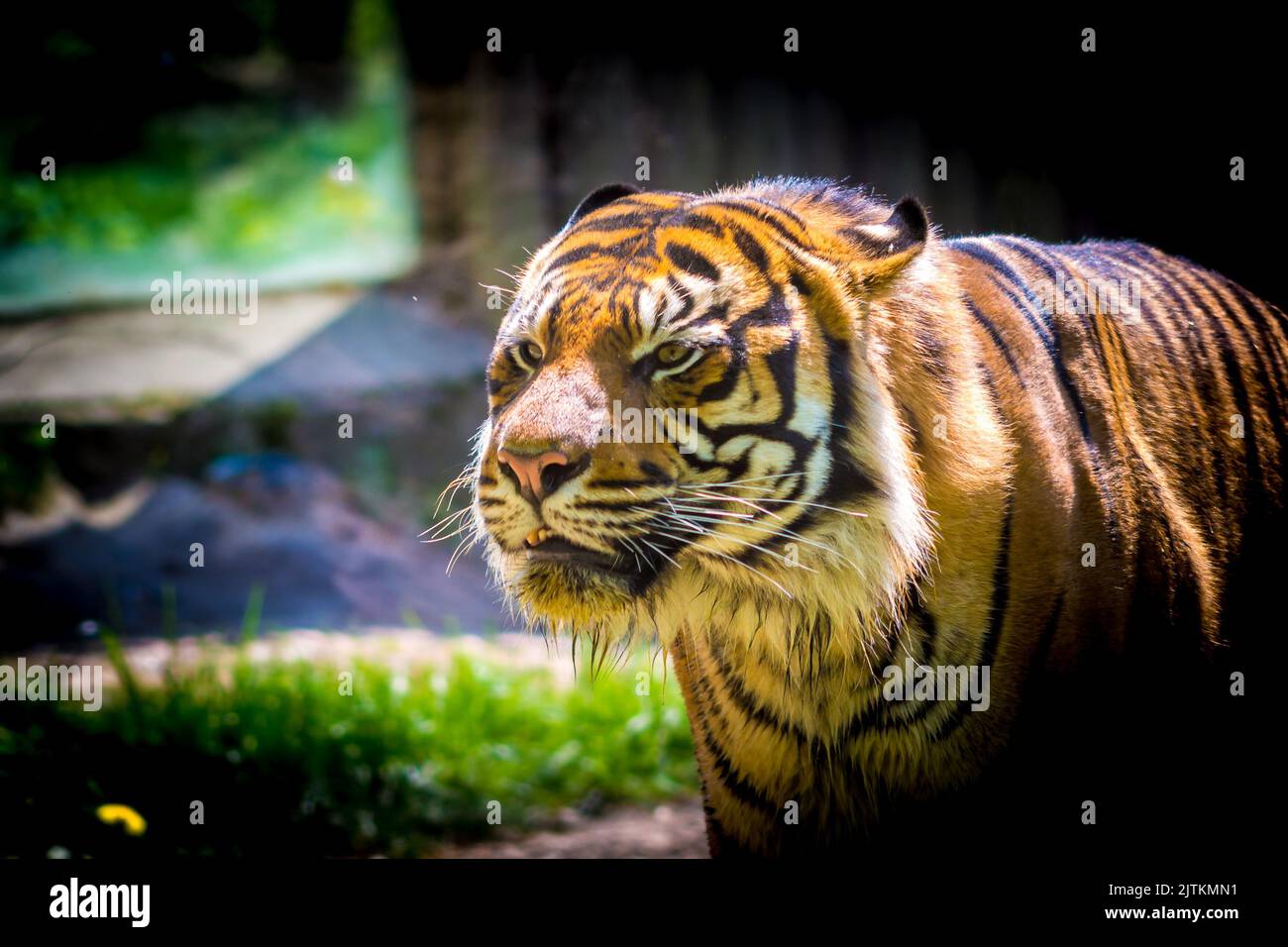 Tigre (nom latin Panthera tigris sumatrae) animal faune photo. Banque D'Images