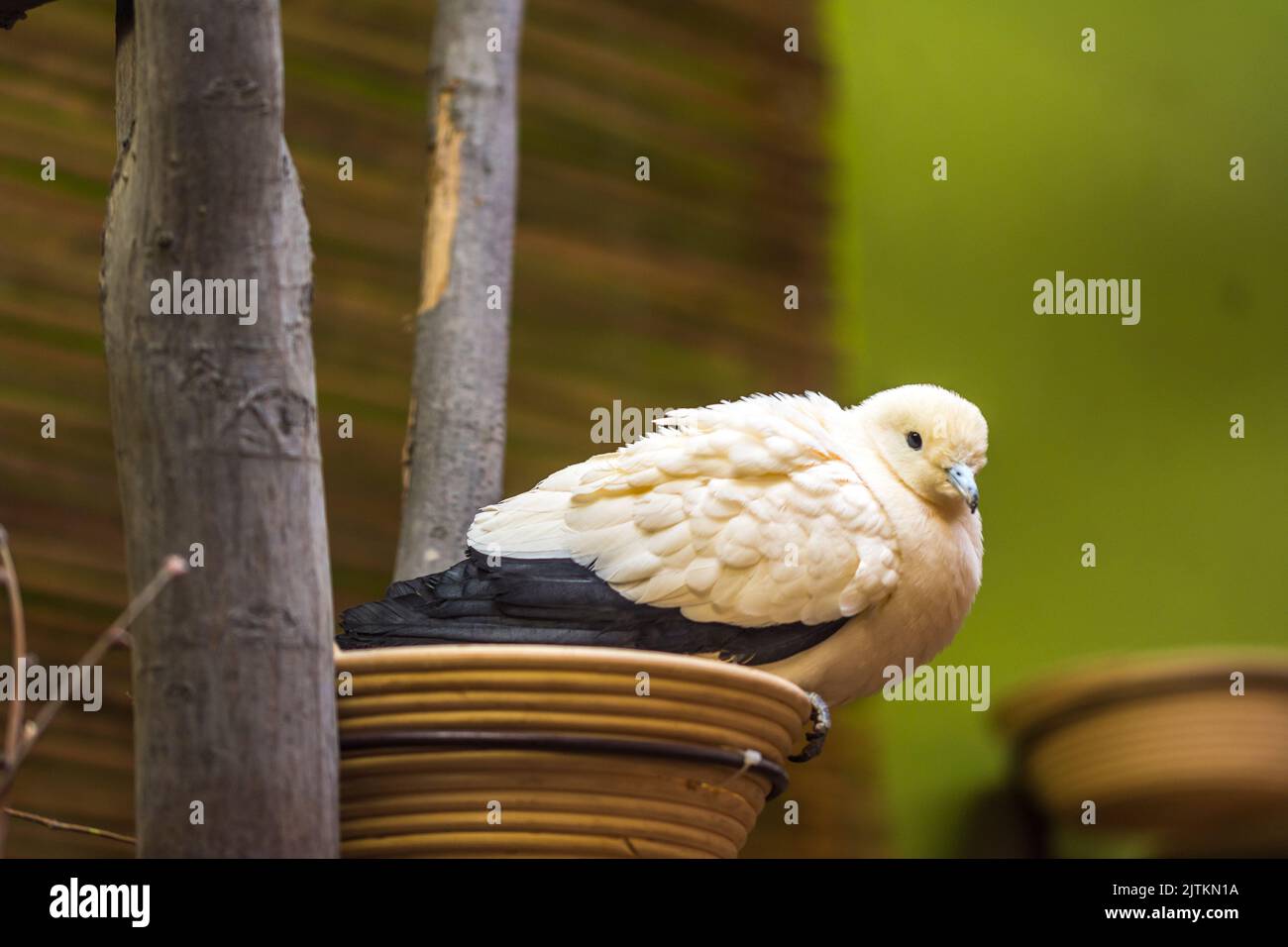 Le pigeon de couleur (nom latin Ducula Bicolor) est assis sur le nid. Banque D'Images