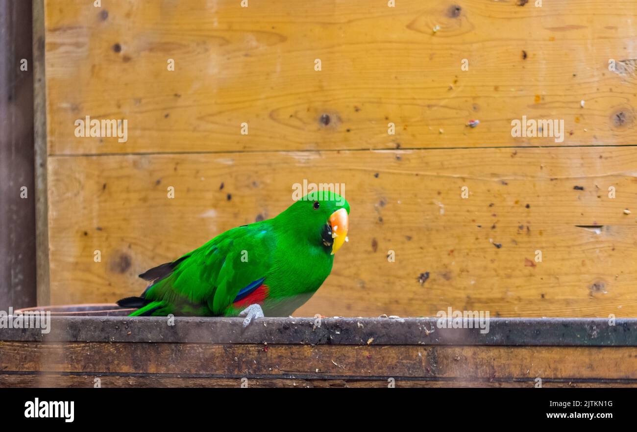 L'oiseau perroquet vert (nom latin Eclectus roratus polychloros) sur le bureau en bois. Oiseau coloré vivant en Australie ou en Papouasie-Nouvelle-Guinée. Banque D'Images