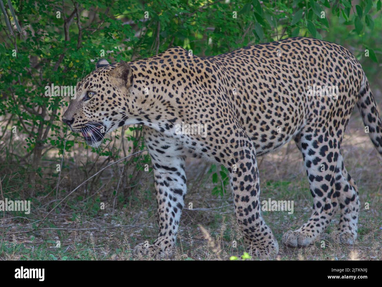 Léopard au soleil ; léopard marchant sous la lumière du soleil ; léopard en lumière dorée ; léopard sri-lankais provenant du parc national de Yala. Banque D'Images