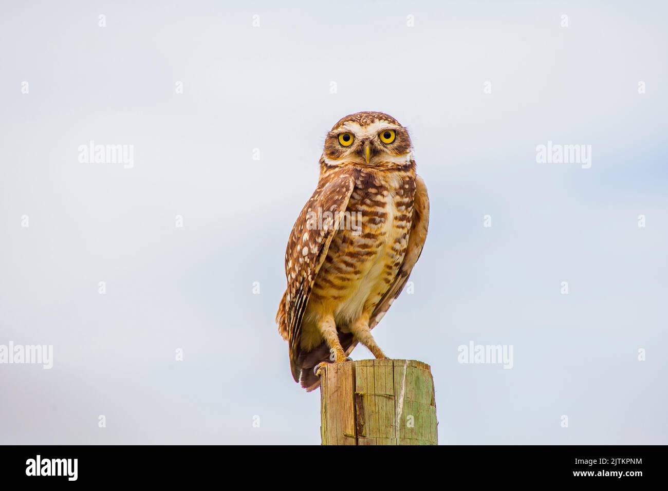 Hibou des terriers debout sur un tronc d'arbre à l'extérieur de Rio de Janeiro. Banque D'Images