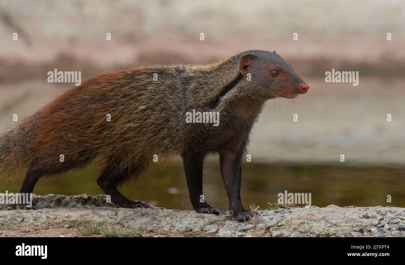 Furet au repos; habitude de repos du prédateur; Mongoose; meerkat; furet; mise à l'arrêt de la monoie; Mongoose rayé à col de Yala Sri Lanka Banque D'Images