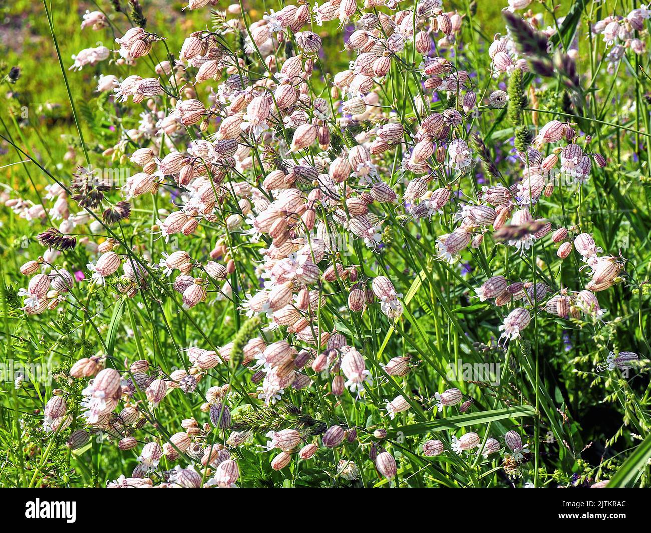 Mélège, Silene vulgaris, Banque D'Images