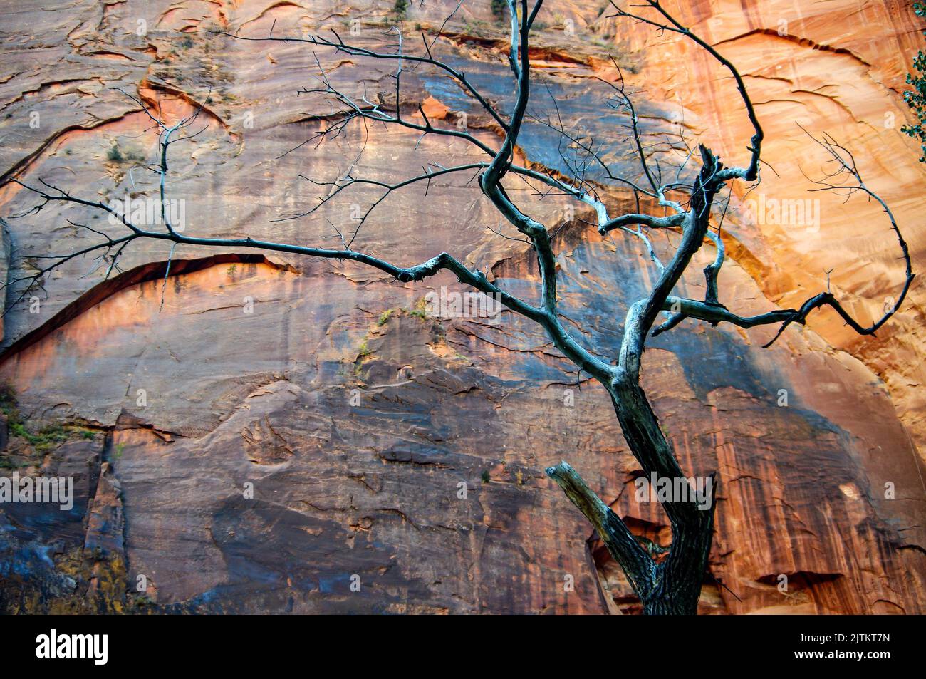 Un arbre squelette présente un design étrange dans le parc national de Zion, dans le sud-ouest de l'Utah Banque D'Images