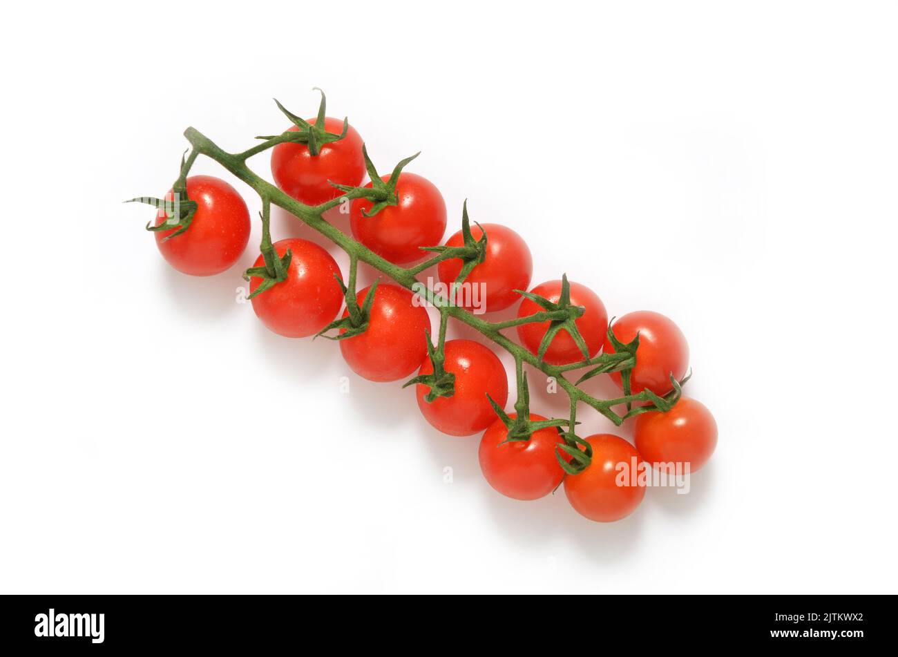 Tomates cerises Piccolo sur le dessus de la vigne sur fond blanc découpé Banque D'Images