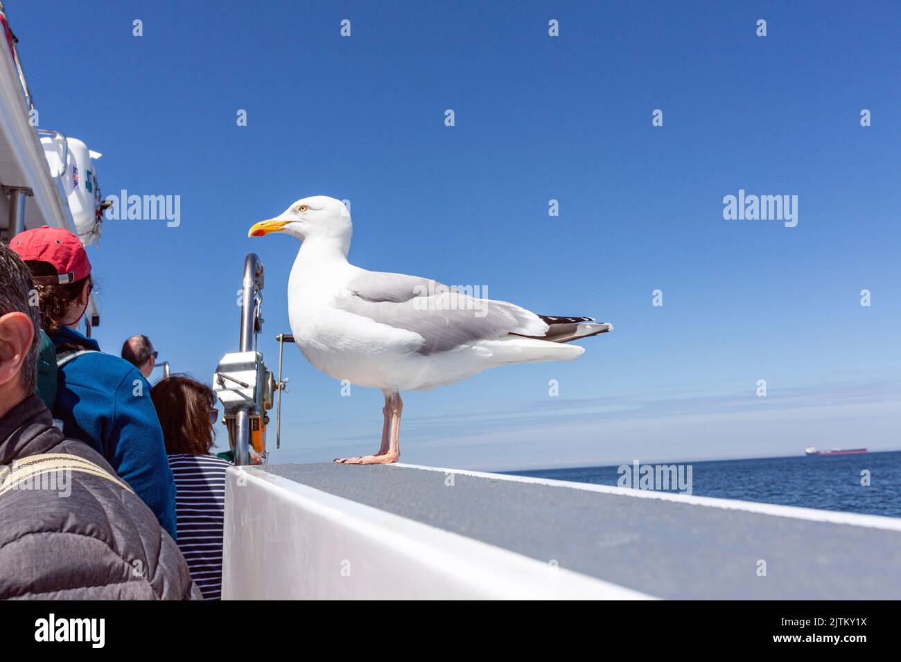 Gull dans un bateau touristique à Skomer Island, Pembrokeshire, pays de Galles, Royaume-Uni Banque D'Images