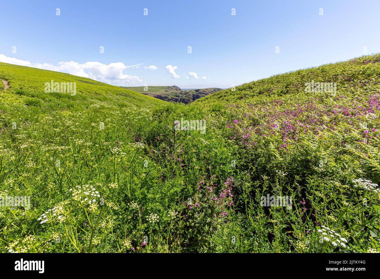 Paysage de l'île Skomer, Pembrokeshire, pays de Galles, Royaume-Uni Banque D'Images