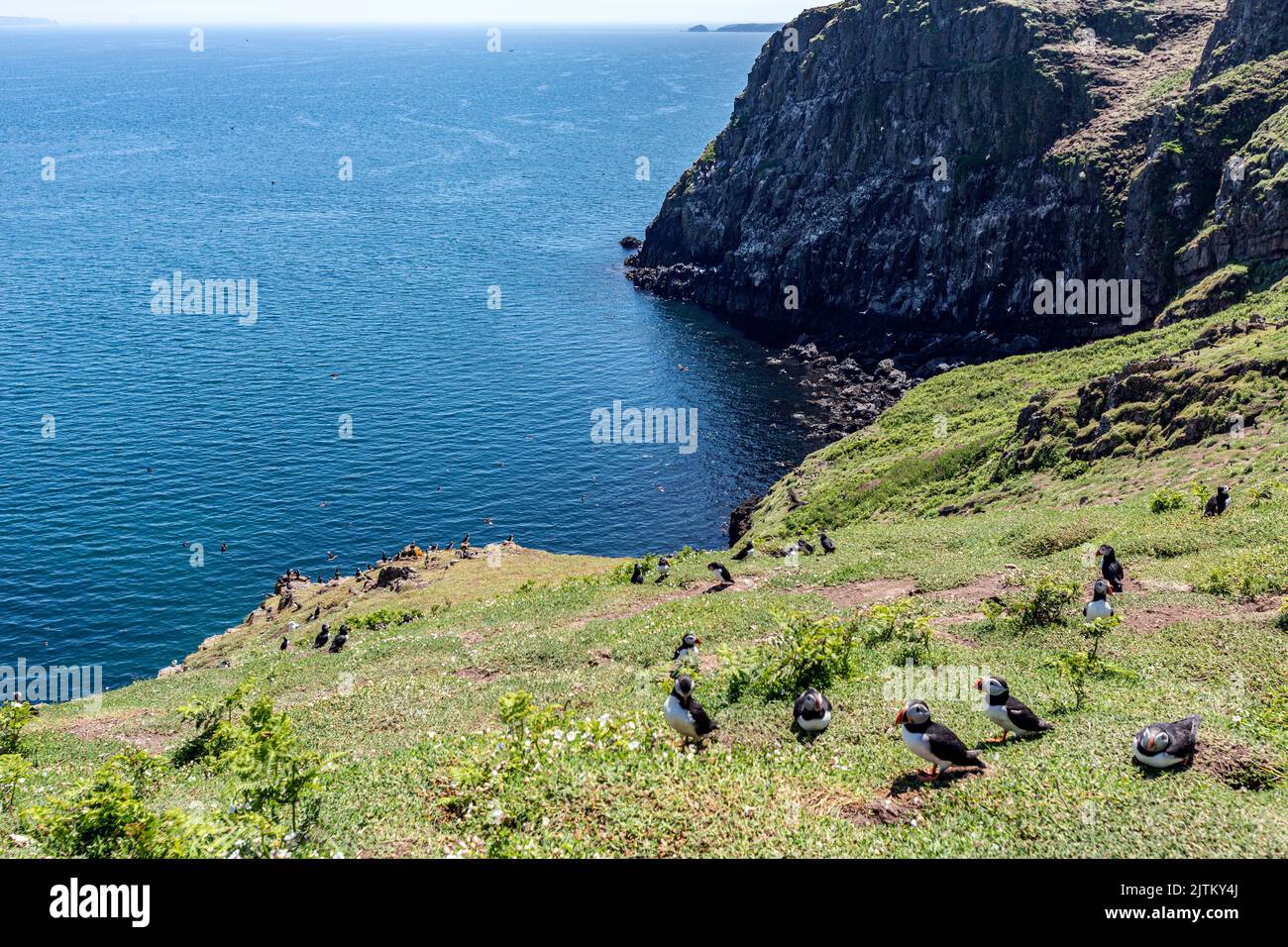 Macareux de l'Atlantique (Fratercula arctica), Skomer Island, Pembrokeshire, pays de Galles, Royaume-Uni Banque D'Images