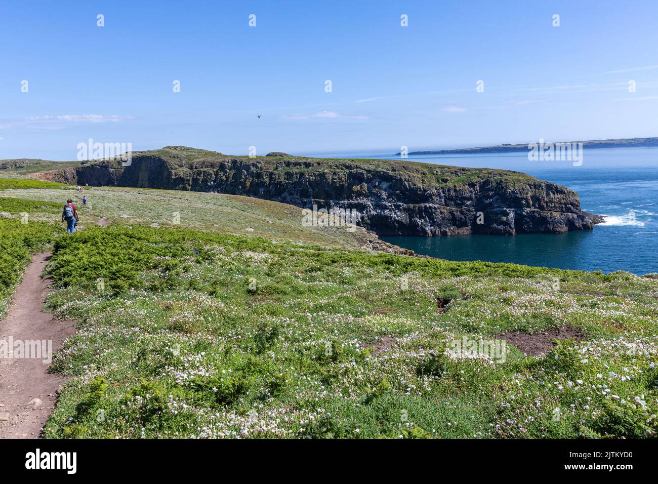 Macareux de l'Atlantique (Fratercula arctica), Skomer Island, Pembrokeshire, pays de Galles, Royaume-Uni Banque D'Images