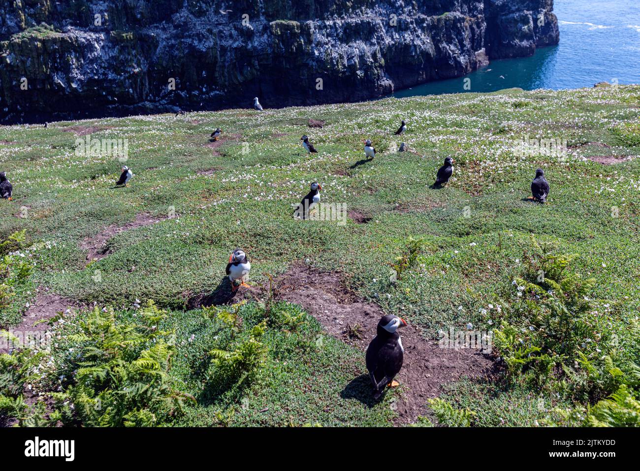 Macareux de l'Atlantique (Fratercula arctica), Skomer Island, Pembrokeshire, pays de Galles, Royaume-Uni Banque D'Images