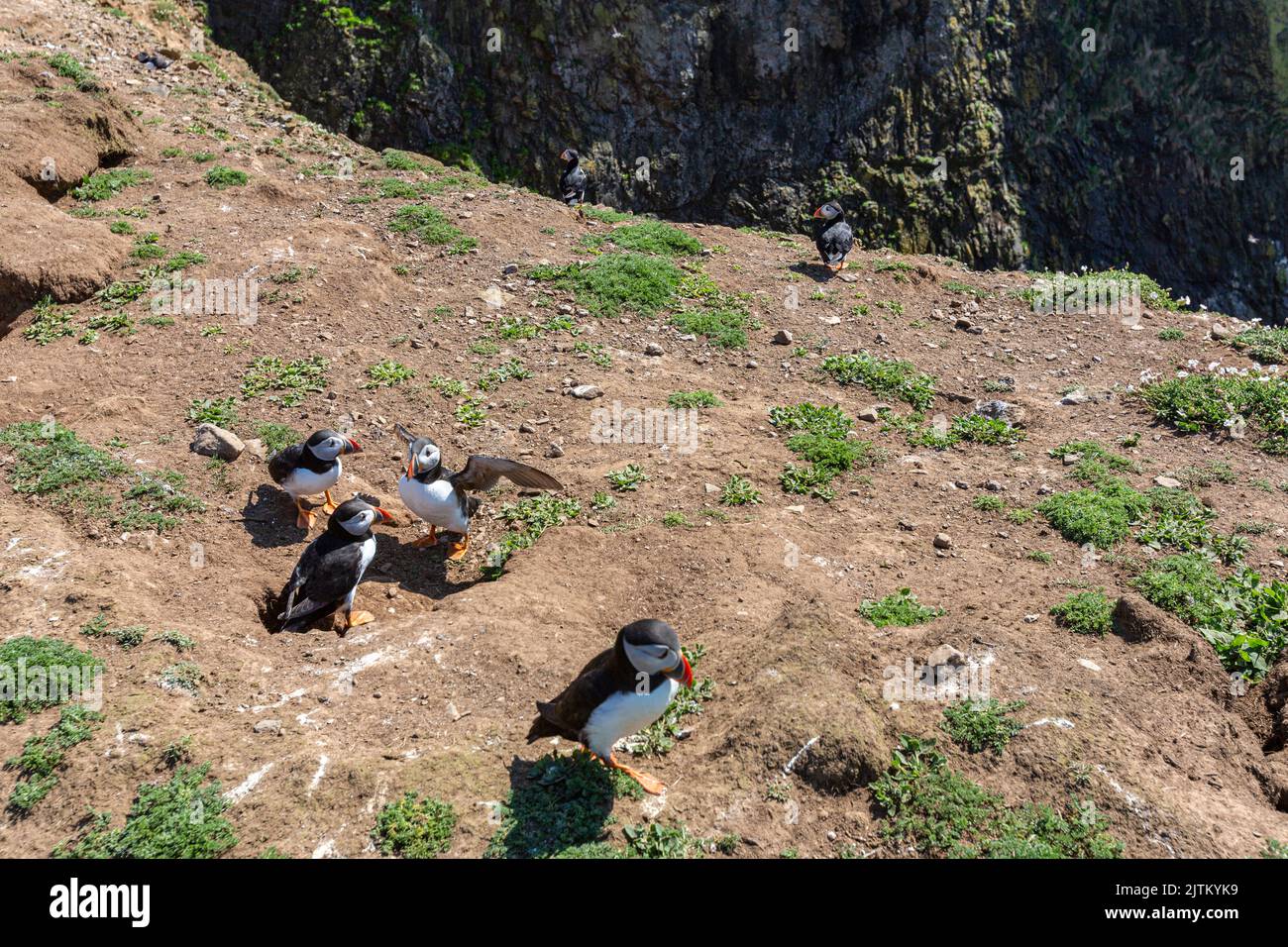 Macareux de l'Atlantique (Fratercula arctica), Skomer Island, Pembrokeshire, pays de Galles, Royaume-Uni Banque D'Images