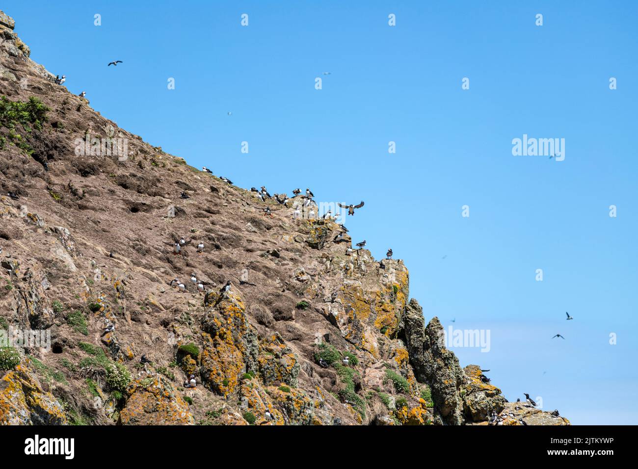 Macareux de l'Atlantique (Fratercula arctica), Skomer Island, Pembrokeshire, pays de Galles, Royaume-Uni Banque D'Images
