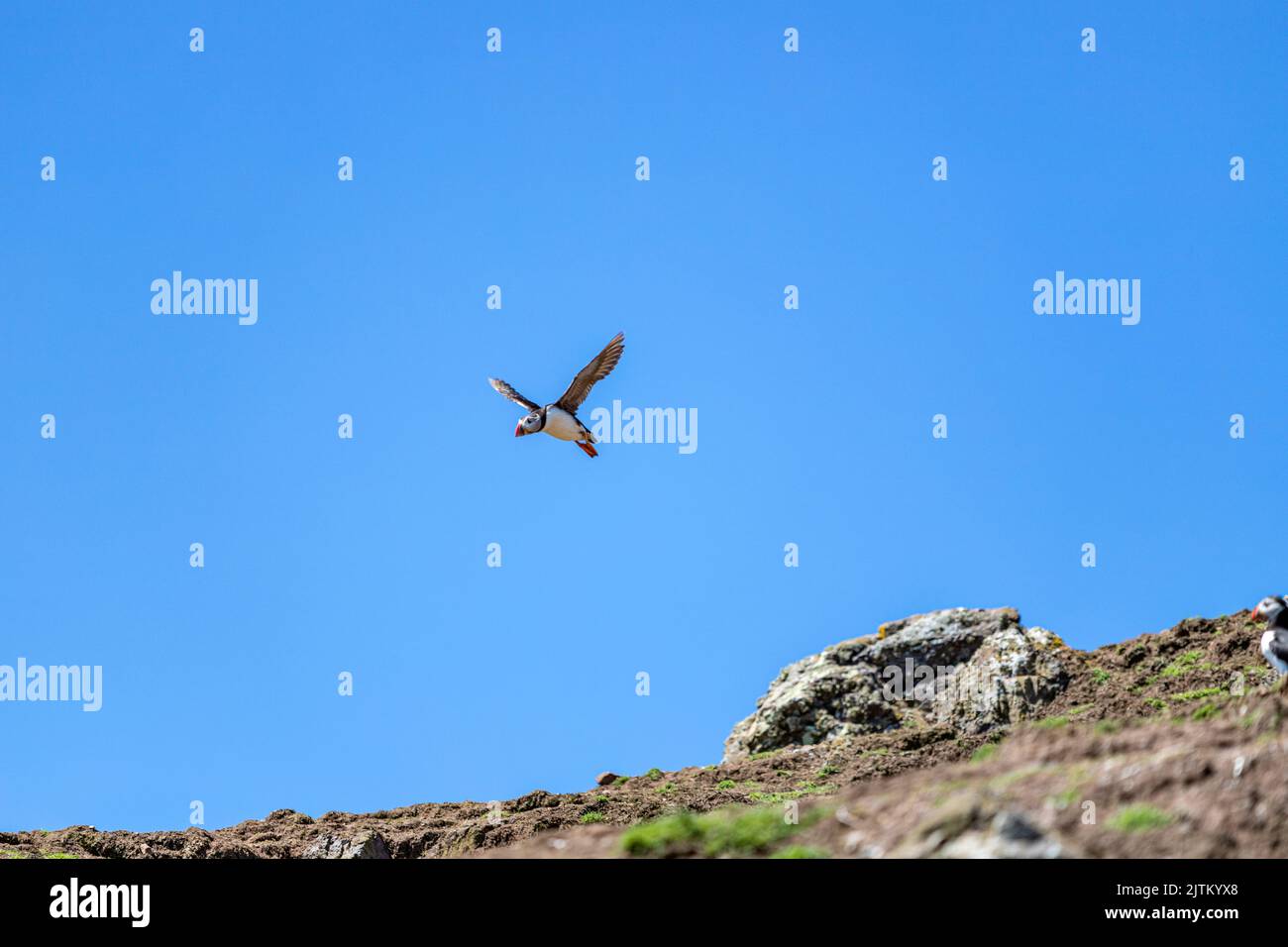 Macareux de l'Atlantique (Fratercula arctica), Skomer Island, Pembrokeshire, pays de Galles, Royaume-Uni Banque D'Images