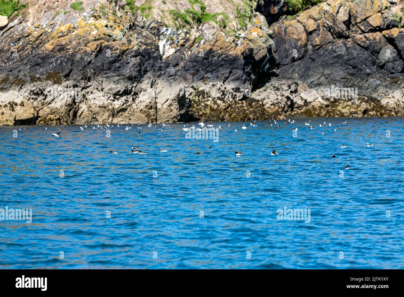 Macareux de l'Atlantique (Fratercula arctica), Skomer Island, Pembrokeshire, pays de Galles, Royaume-Uni Banque D'Images