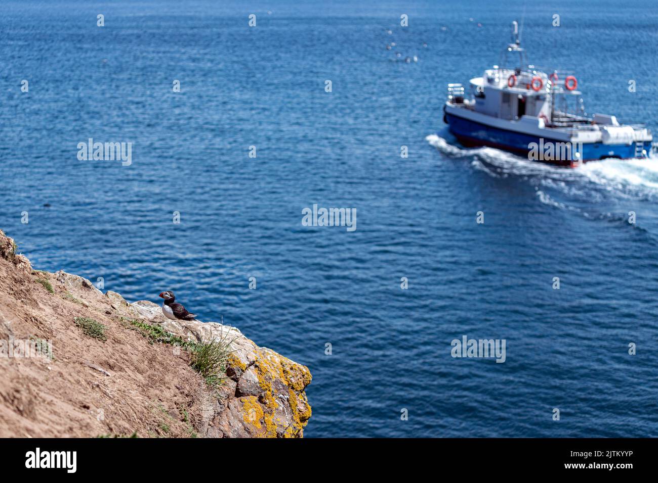 Macareux de l'Atlantique (Fratercula arctica), Skomer Island, Pembrokeshire, pays de Galles, Royaume-Uni Banque D'Images