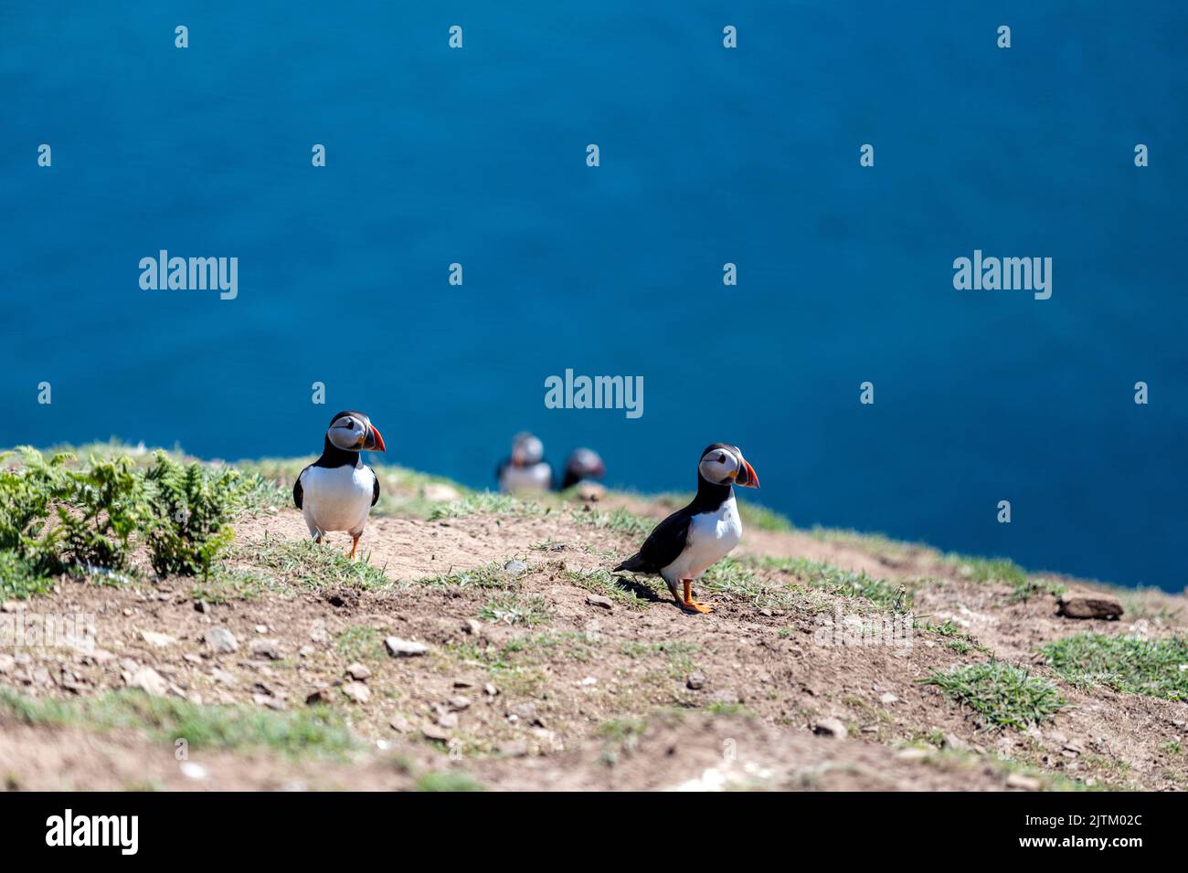 Macareux de l'Atlantique (Fratercula arctica), Skomer Island, Pembrokeshire, pays de Galles, Royaume-Uni Banque D'Images