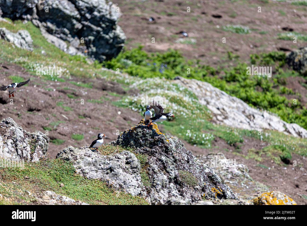 Macareux de l'Atlantique (Fratercula arctica), Skomer Island, Pembrokeshire, pays de Galles, Royaume-Uni Banque D'Images