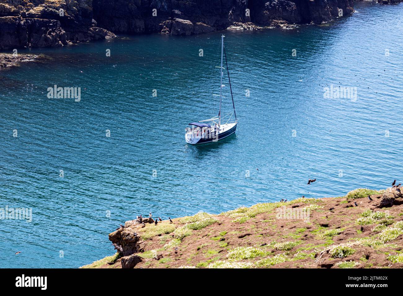 Macareux de l'Atlantique (Fratercula arctica), Skomer Island, Pembrokeshire, pays de Galles, Royaume-Uni Banque D'Images