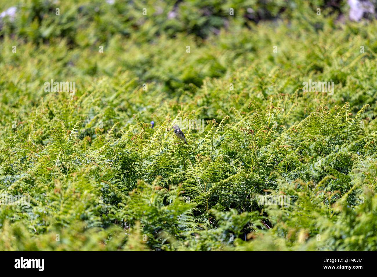 Skomer Island, Pembrokeshire, pays de Galles, Royaume-Uni Banque D'Images