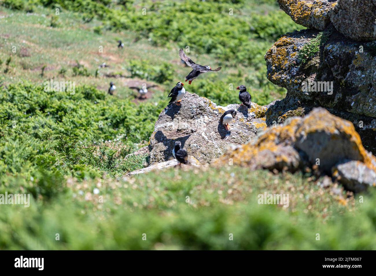 Macareux de l'Atlantique (Fratercula arctica), Skomer Island, Pembrokeshire, pays de Galles, Royaume-Uni Banque D'Images