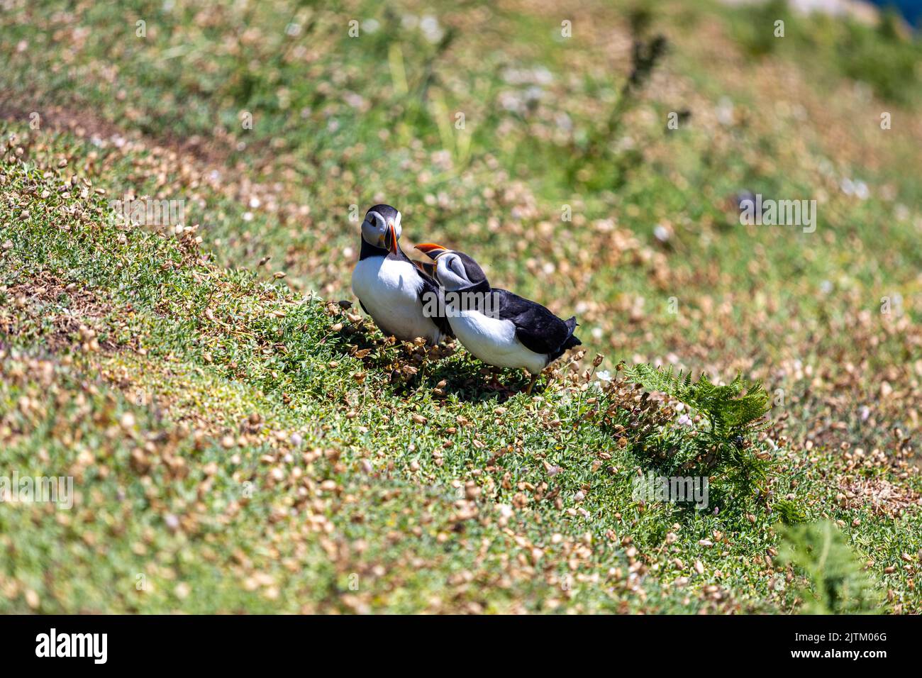 Macareux de l'Atlantique (Fratercula arctica), Skomer Island, Pembrokeshire, pays de Galles, Royaume-Uni Banque D'Images