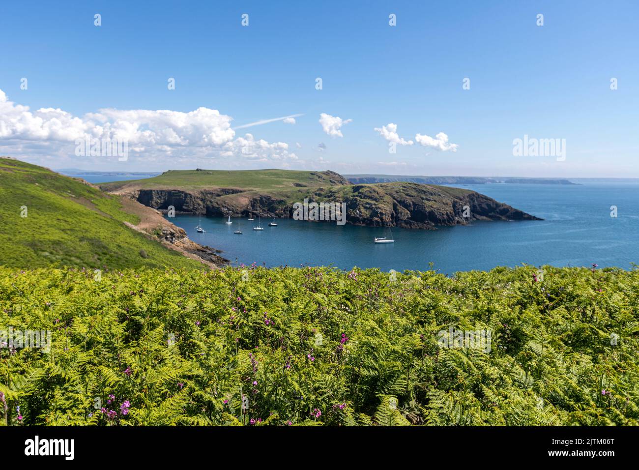 Macareux de l'Atlantique (Fratercula arctica), Skomer Island, Pembrokeshire, pays de Galles, Royaume-Uni Banque D'Images