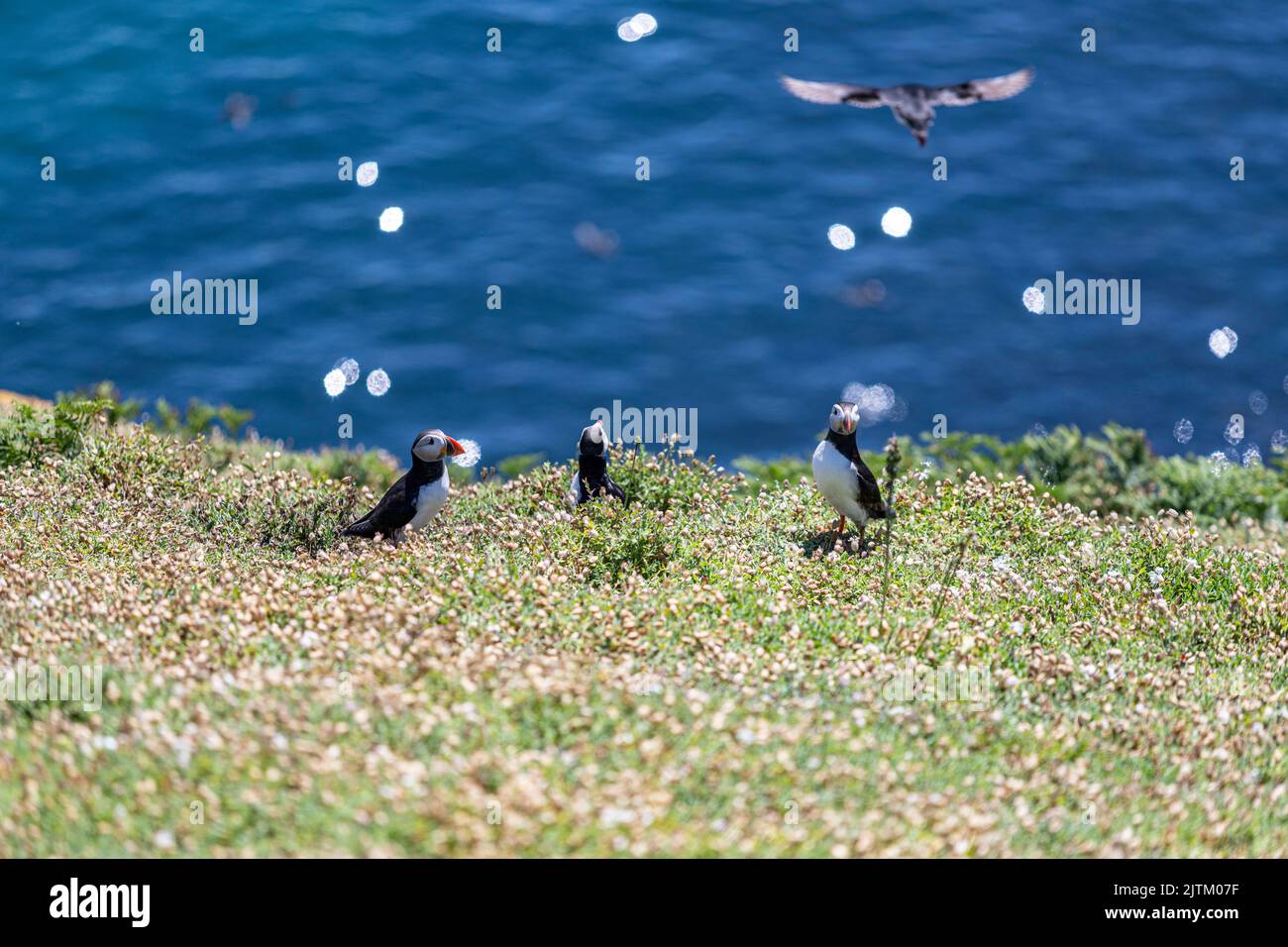 Macareux de l'Atlantique (Fratercula arctica), Skomer Island, Pembrokeshire, pays de Galles, Royaume-Uni Banque D'Images