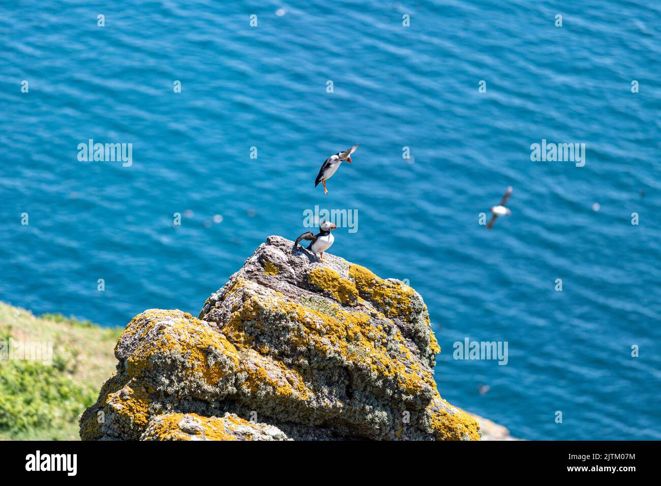 Macareux de l'Atlantique (Fratercula arctica), Skomer Island, Pembrokeshire, pays de Galles, Royaume-Uni Banque D'Images
