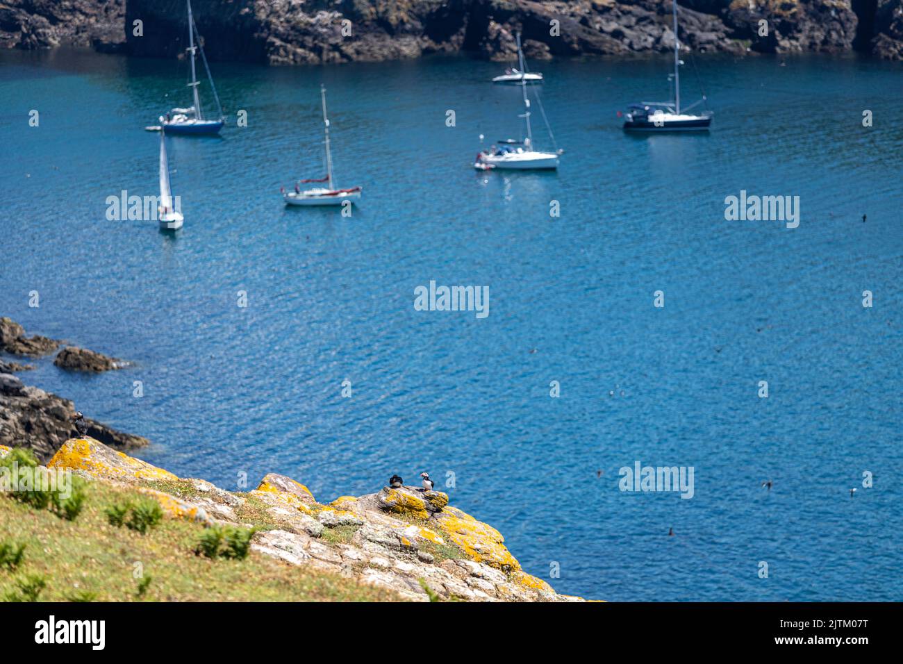 Macareux de l'Atlantique (Fratercula arctica), Skomer Island, Pembrokeshire, pays de Galles, Royaume-Uni Banque D'Images