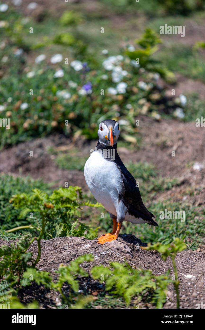Macareux de l'Atlantique (Fratercula arctica) entouré de fleurs, Skomer Island, Pembrokeshire, pays de Galles, Royaume-Uni Banque D'Images