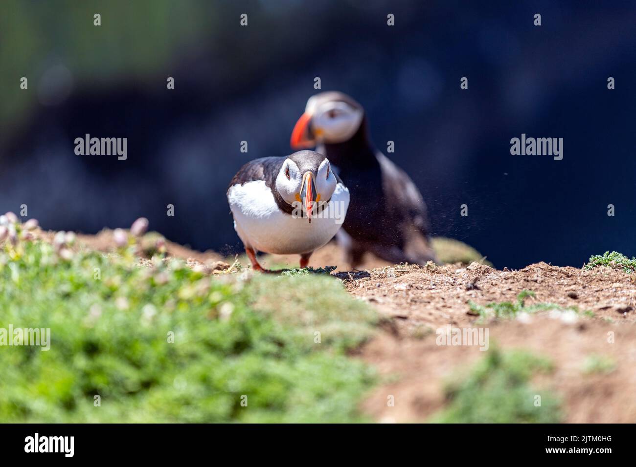 Macareux de l'Atlantique (Fratercula arctica), Skomer Island, Pembrokeshire, pays de Galles, Royaume-Uni Banque D'Images