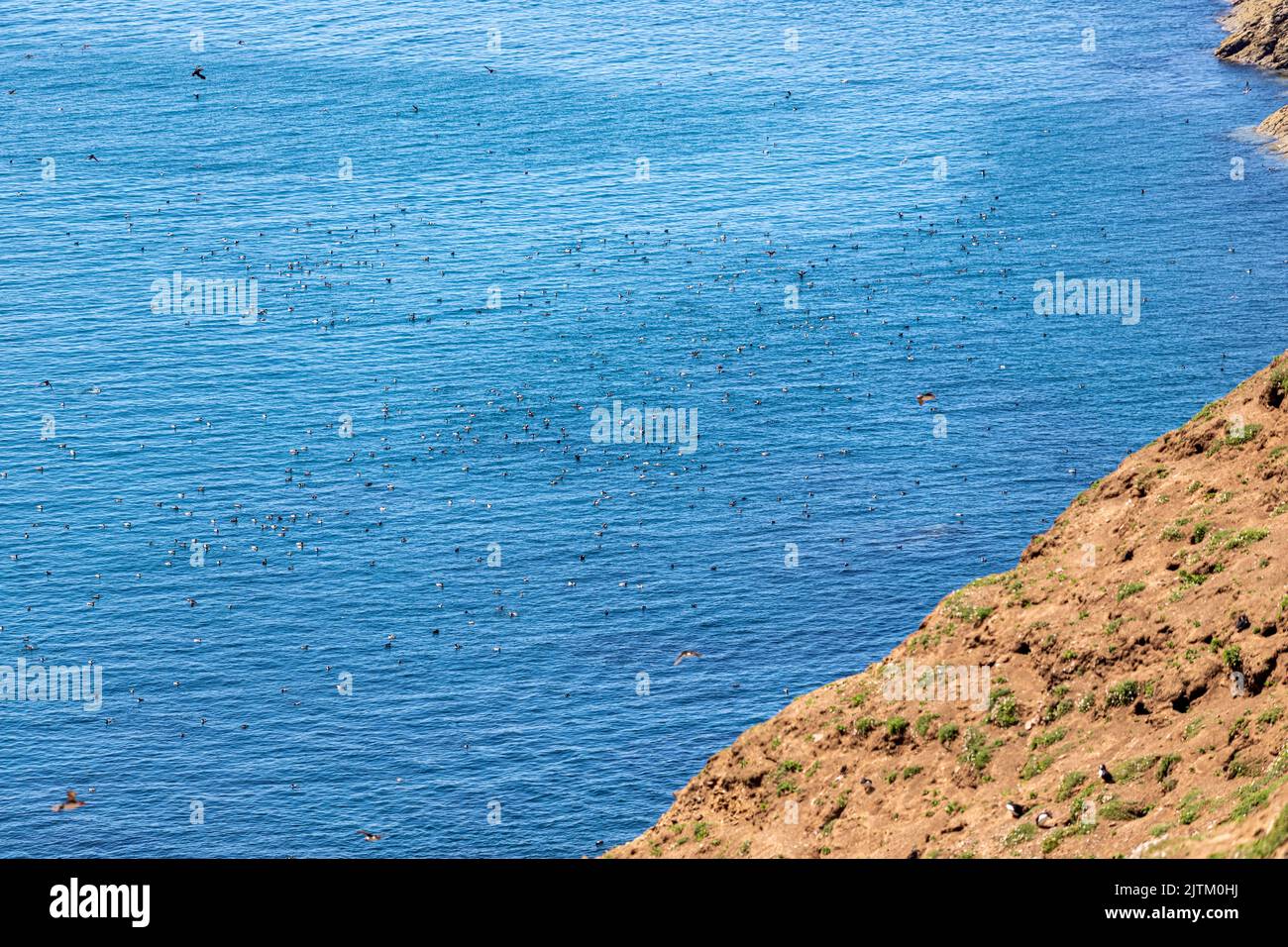 Macareux de l'Atlantique (Fratercula arctica), Skomer Island, Pembrokeshire, pays de Galles, Royaume-Uni Banque D'Images