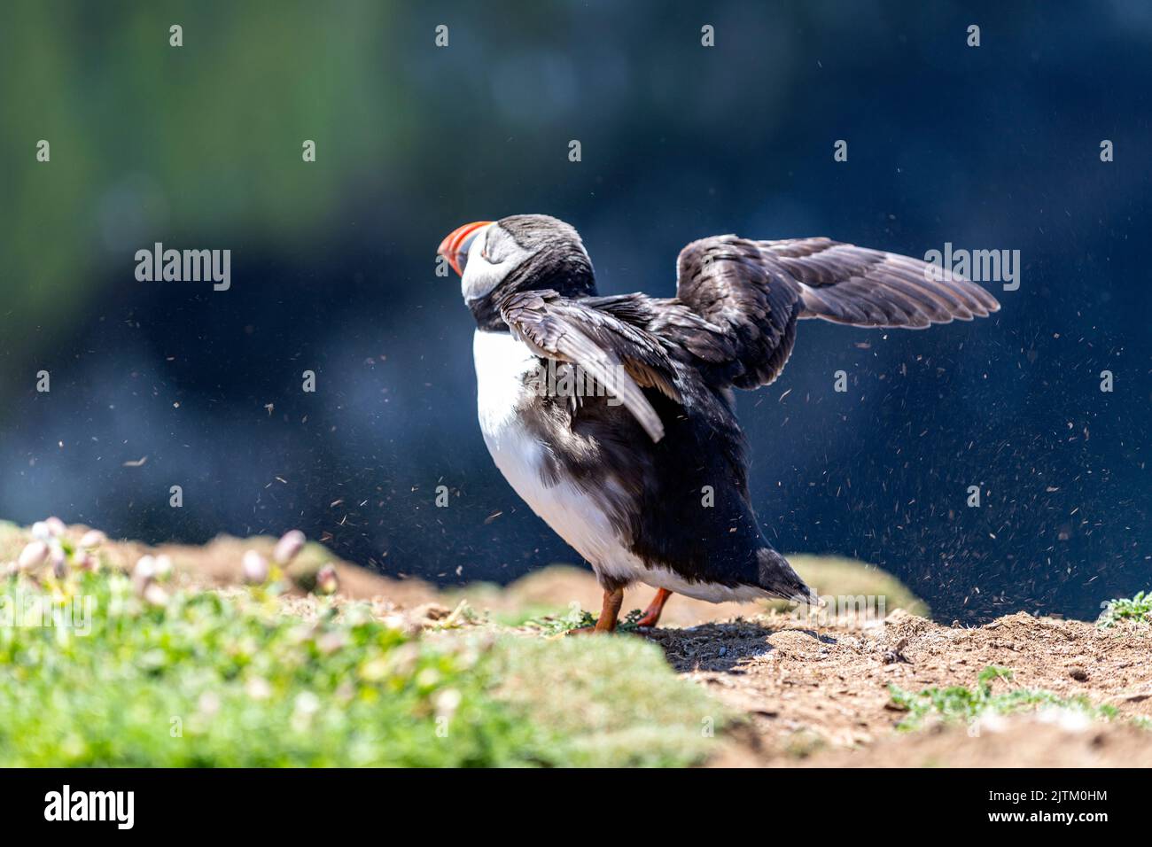 Ailes de macareux de macareux de l'Atlantique (Fratercula arctica) , Skomer Island, Pembrokeshire, pays de Galles, Royaume-Uni Banque D'Images