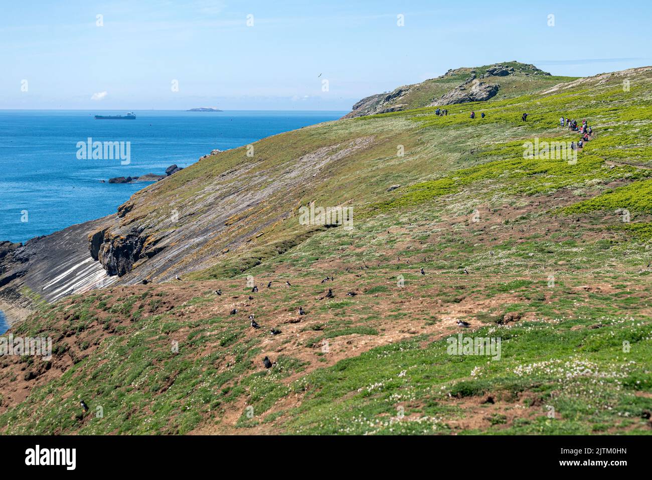 Macareux de l'Atlantique (Fratercula arctica), Skomer Island, Pembrokeshire, pays de Galles, Royaume-Uni Banque D'Images