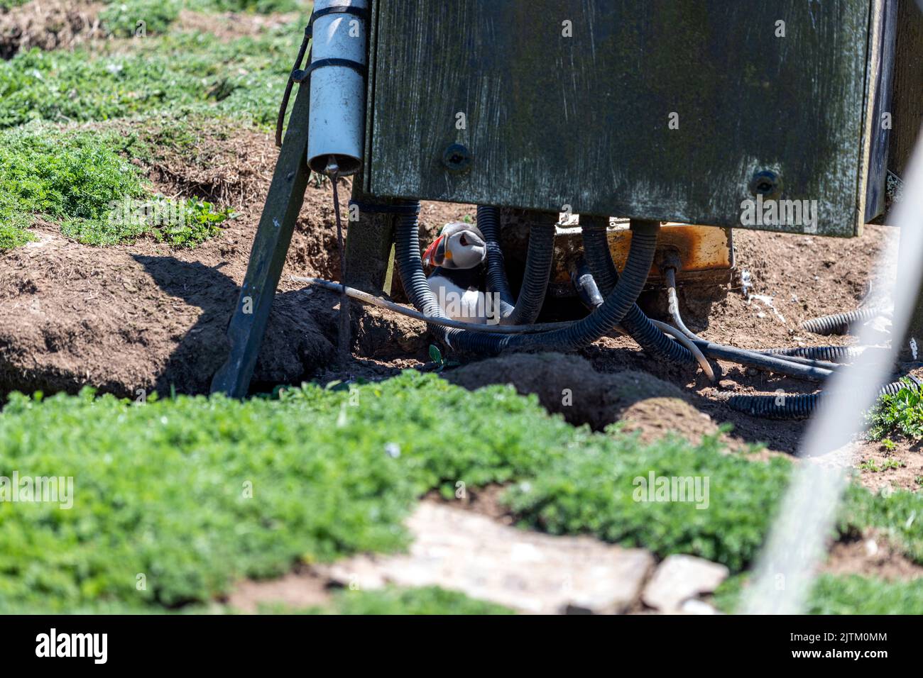 Macareux de l'Atlantique (Fratercula arctica), Skomer Island, Pembrokeshire, pays de Galles, Royaume-Uni Banque D'Images