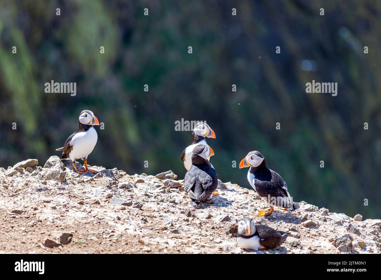 Macareux de l'Atlantique (Fratercula arctica), Skomer Island, Pembrokeshire, pays de Galles, Royaume-Uni Banque D'Images